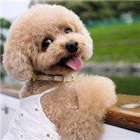 泰迪狗头像手绘