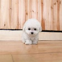 泰迪狗头像高清