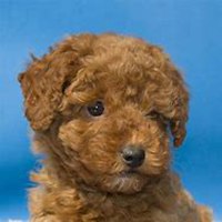 可爱泰迪狗头像