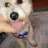 可爱小狗头像要泰迪