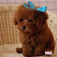 泰迪狗头像高清可爱