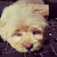 美女抱泰迪狗狗头像