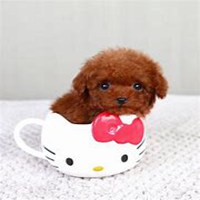 泰迪熊骑狗头像