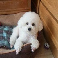 泰迪小狗狗头像