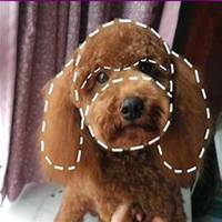 高清可爱泰迪狗狗头像