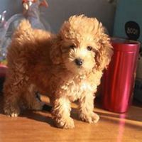 在床上泰迪狗头像