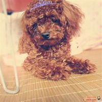 可爱小狗头像要泰迪