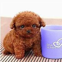 泰迪狗狗头像微博