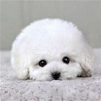 泰迪狗狗头像清晰