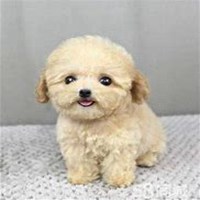 超萌泰迪狗狗头像