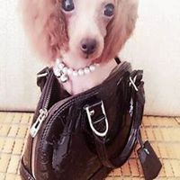 女生抱泰迪狗头像