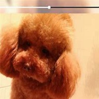 泰迪狗狗头像清晰