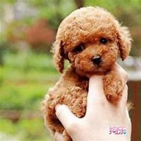 可爱泰迪狗头像