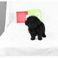 可爱小狗头像要泰迪