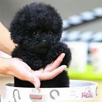 高清可爱泰迪狗狗头像