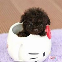 泰迪狗头像高清