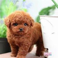 可爱小狗头像要泰迪