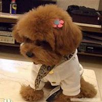 泰迪狗头像贴吧