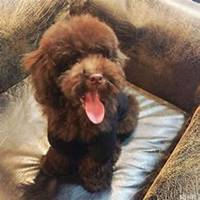 泰迪狗狗头像微博