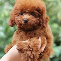 泰迪小狗狗头像