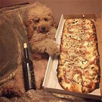 泰迪狗狗头像清晰