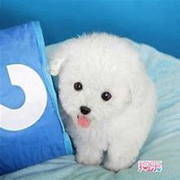 可爱小狗头像要泰迪