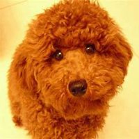 高清可爱泰迪狗狗头像