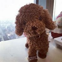 泰迪狗头像贴吧