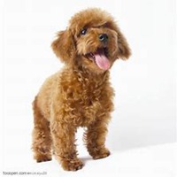 女生抱泰迪狗头像