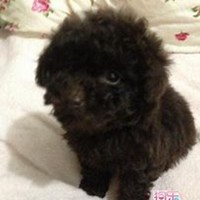 q版泰迪狗狗头像