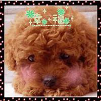 泰迪狗头像简笔