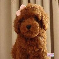 在床上泰迪狗头像