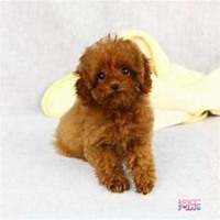 泰迪熊骑狗头像