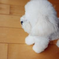 高清可爱泰迪狗狗头像