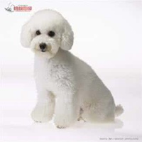 泰迪狗头像贴吧