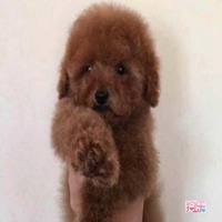 棕色泰迪狗狗头像