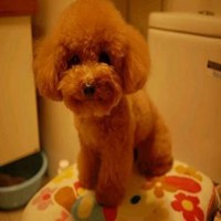 泰迪狗头像手绘