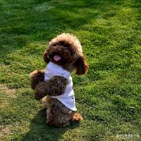 狗狗头像+泰迪高清