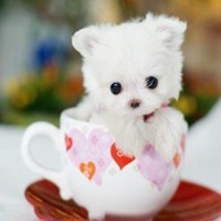 美女抱泰迪狗狗头像