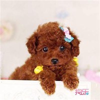 泰迪狗头像手绘