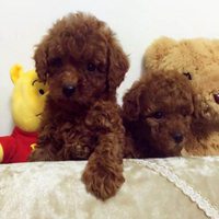 泰迪狗头像贴吧