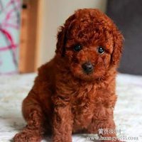 泰迪狗头像高清