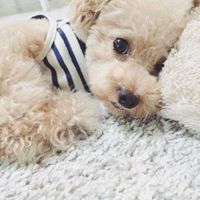 在床上泰迪狗头像