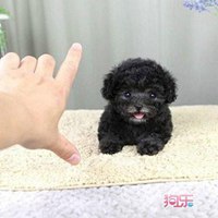 可爱泰迪狗头像