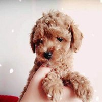 泰迪小狗狗头像