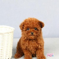 可爱小狗头像要泰迪