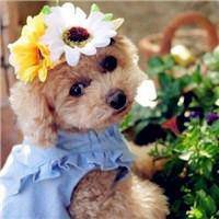 泰迪熊骑狗头像