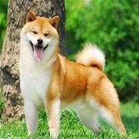 逗比秋田犬狗狗头像