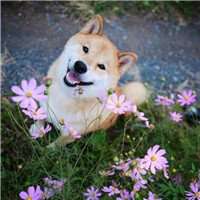 秋田犬狗头头像