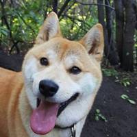 秋田犬卡通头像捧脸